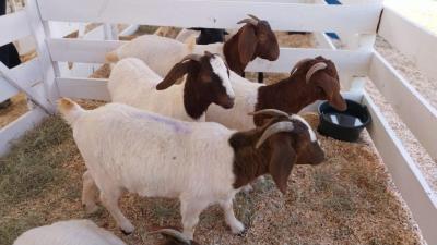 Secretaria de Agricultura no Virmond tem Stand na 4Âª Expovir para expor cabritos